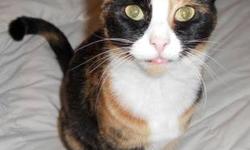 Calico - Priscilla - Medium - Adult - Female - Cat
Priscilla is a friendly cat. And - very beautiful and pleasing to the eye. Priscilla has been out of the Shelter on day-trips to several adult homes - and did very well. She gets along well with the girls