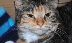 Calico - Sally - Medium - Adult - Female - Cat
Hello - I am Sally. I am a pretty Calico. I was probably born in late 2009. Right now I am still a bit worried and feel insecure because of what happened: I was thrown out of a car -- the people who then