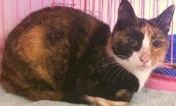 Calico - Sally - Medium - Adult - Female - Cat
This pretty Calico/Tortoiseshell mix was rescued, along with Franklin (also on this site), from a terrible living situation and is slowly adjusting to a more humane life. Sally is a sweet cat, ready for a
