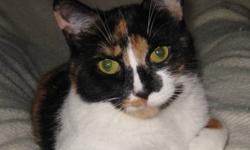 Calico - Sugar - Medium - Young - Female - Cat
Sugar is a long-hair calico girl rescued with her 2 sisters, Molly and Spice from a backyard. She is an active, social, and curious girl who always seems to be right there with you. Sugar has lovely silky fur