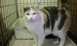 Calico - Sunny - Medium - Adult - Female - Cat
SUNNY: This sociable Dilute Calico girl is looking to be the queen of your castle. She was adopted from Animalkind as a kitten 4 years ago, and her owner unfortunately fell onto hard times and had to