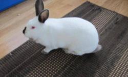 Californian - J I N G L E S - Large - Adult - Female - Rabbit
Jingles 2-3 years old, female
Jingles has the markings of the Californian breed of rabbits.She is a healthy sturdy rabbit.
Her days as a classroom rabbit living in a ferret cage are over where