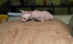 I have four canadian sphinx kittens. 3 girls and 1 boy. They were born 4/19/2013 and will be ready to go to their new homes in four weeks. They will have all vaccinations. please contact us 917-670-4666 or 718-200-2461or email for more pictures and info