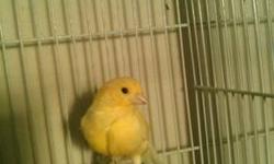 Hi, i have a few yellow male canaries for sale and in all in great shape, all proven and singing all day long. I also have a few dark female canaries for sale, all canaries male and female are 40.00 firm. If interested or have any questions please contact