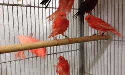 I have beautiful red factors and yellow canaries young males and females that already to go to a new home
Call for any info 718-501-8207
We also do Shipping