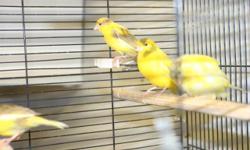 I have maybe 6~7 canaries up for sale, the price is $45 and up for one canary.
contact me at 212-290-0090 and ask for Bobby, or simply reply this AD
Thank you.