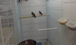 I have a lot of goldfinches homebred They are all defended And I do have a lot of canaries all different
This ad was posted with the eBay Classifieds mobile app.