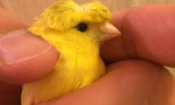 Male Canary Crested,Yellow, very healthy, Great singer. Born spring 2014, close banded. Ready for breeding season or to make a great pet. The crest was very dark when born, but then after the juvenile molt the crest turned to a very light grey specks. The