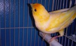 Hi, im selling a yellow male canary for 35.00 he was born in 2013. Hes very healthy and in good feather shape. He's excellent with feeding chicks. If interested please e-mail, or text. 646-270-9259. Thankyou.
