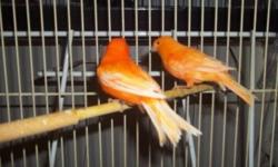 Bunch of red factor canary 1 year old , proven bird ready to breed 170$ each or 230$ a pair ( only text please ) 6345802757 thank you !!
