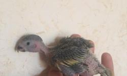 I have baby canary wing Bebe parakeets. They are now 5-6 weeks old. These guys are very easy to handfeed and make terrific friendly pets. They are super friendly and can learn to talk a little too. Asking $175 each or buy a pair for $325
Call text or