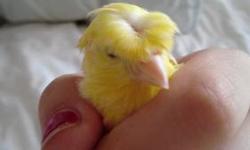 i have at beutiful canary yellow butter singer very young n i have a yellow with brown feather ask me for pic