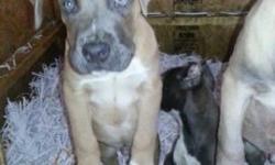 Hi
This is a litter announcement between Carpe-diem Kila and Republica's Amadeo.
CHAMPION BLOOD LINES: Rivales Mojo, Jones Lines & Guardiano Degli Angeli (imported)
The amazing litter will be born on 4/19/14. We are currently taking deposits. We are