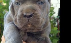 I have a soild black cane corso puppy he has icf papers up to date on shots and dewormed ready to go call or text 585-615-0969
This ad was posted with the eBay Classifieds mobile app.