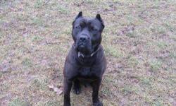 Cane Corso Mastiff - Halo - Large - Young - Male - Dog
Halo is a 2 year old stuck with the mindset of a puppy. Halo came to us when his owners decided they could no longer care for him. He is a sweet boy who just needs a little structure. He gets along
