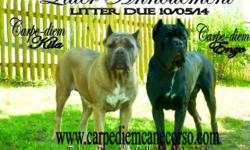 Cane Corso Mastiff - Nellie - Large - Adult - Female - Dog
Please visit our home page at: www.humanesocietybg.com
CHARACTERISTICS:
Breed: Cane Corso Mastiff
Size: Large
Petfinder ID: 28915162
ADDITIONAL INFO:
Pet has been spayed/neutered
CONTACT:
Humane