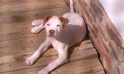 Down 2the last of the pups!! Male white w/colored ears. & Baby Blue eyes (will stay-dads r green)!! Very tall/large like dad, raised w/our children & will make a wonderful addition 2most families! 12wks old now & ready 2find forever home!! :) txt 4more