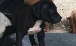 hi i have one left black and white cane corso pit bull mix pup .
the dad is cane corso
mom is a pitbull
the price is negotiable
must go asap
if interested please text 917 580 8308
