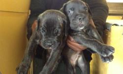Cane Corso puppies born 1/2/15 will be ready for a new home the last week in February they will come with first vaccination and dewormed with health record plus 2yr health contract on hips. They are registered with the ICCF that have champion blood lines