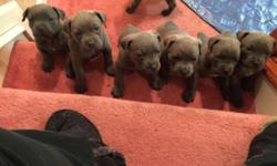 Cane Corso puppies for sale. Litter is ICCF registers. Tails docked, ears cut, dewormed, up to date shots. Parent are ICCF registered with championship bloodlines.