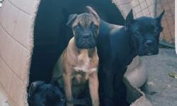 I have 3 Cane Corso puppies available looking for loving new homes 1 male 2 females. Pups are AKC registered and come with all up to date vaccine shots with vet papers to prove. Pups have also been dewormed biweekly from birth and comes with Tails docked,