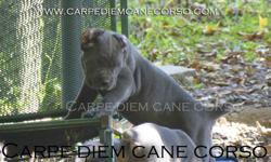 * PUPPIES READY TO GO HOME 10/11/13****
AVAILABLE PUPS:
1 BLUE PICK OF THE LITTER FEMALE $1800
1 BLUE FEMALE $ 1600
1 BLACK FEMALE $1400
** EARS CROPPED AND TAILS DOCKED***
Please visit us at www.carpediemcanecorso.com or call for info. 914-384-9564
Our