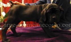 Hi,
I currently have four 11 week old female Cane Corso puppies available. The blood lines are sought after Blue print lines which is a rare imported line from Italy. The females are large bone and look like males. The muzzle are short and the
