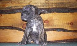 Cane Corso Puppies for Sale. Beautifull pups. Will be very loyal and protective. 7 males and 4 females. Tails docked, wormings, health certificate, DRA registered, vaccinations, and puppy packet.