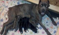 AKC and ICCF registered, champion blood lines, Born 2/17/2013. 7 males and 3 females. Blues, Black and brindle's. Price is $2,000 taking deposits.