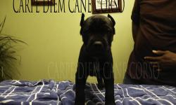 Hi
Carpe-diem Cane Corso currently has puppies available.
Ears cropped 10-13-12.
PLEASE CALL FOR INFO 914-384-9564 Sean
.
3 MALES (BLACK)
3 FEMALES - 2 BLACK - 1 GREY
The (SIRE) Gran Torrino is an Italian import from Tuscany, Italy; he measures 27? at the