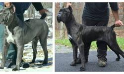 Republica Cane Corso pride ourselves in producing quality Cane Corso that adhere to the breed standard, have excellent temperaments and are healthy active dogs. Our small breeding program allows us to create a nurturing environment for our dogs and