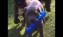 Cane corso puppies , Italian imports 2 girls left ... ready now :)
Black girl
Brindle girl
Call 585 353 9151 thanks
