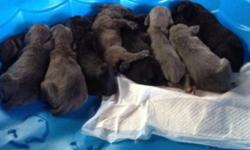 Cane corso puppies Italian import . 2 weeks old boys and girls
Excepting hold deposit
Please visit pups on face book vesta cane corsos
to approved homes only !
Call 585 353 9151 see pics on Facebook ( vesta cane corsos )