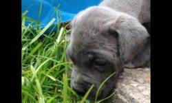 Cane corso puppies . ready now 8 weeks old boys and girls Blue ,brindle , black ,
Both parents are imported from Italy
Perfect temperament Extremely intelligent And absolutely gorgeous !
Excepting hold deposit
Please visit pups on facebook ... vesta cane