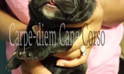 Hi
We are proud to announce we are have a litter between Carpediem Enzo and Carpediem Kila. The Litter was born today August, 15, 2013
WE ARE CURRENTLY TAKEN DEPOSITS
AKC AND ICCF registered -IMPORTED PURE ITALIAN LINES !!!
SHOW QUALITY -LARGE BONE- SHORT
