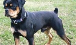 Now taking names for upcoming litter of Carlin Pinschers (a.k.a. "Miniature Rotts" or "Miniature Boxers"). More info on the carlin Pinschers can be found @ http://www.dogbreedinfo.com/carlinpinscher.htm