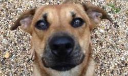 Carolina Dog - Kelsey - Medium - Young - Female - Dog
Meet Kelsey! Kelsey is an 18 month old shepherd mix who is incredibly sweet and loving. Kelsey came to us from a less then ideal situation where she was never taught proper manners. Despite her less