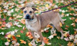 Carolina Dog - Kelsey - Medium - Young - Female - Dog
Meet Kelsey! Kelsey is an 18 month old shepherd mix who is incredibly sweet and loving. Kelsey came to us from a less then ideal situation where she was never taught proper manners. Despite her less