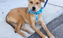 Carolina Dog - Sally - Medium - Young - Female - Dog
Sally, a 7 month old, tan and white 25 lb. Carolina mix is described by her foster mom as absolutely perfect; to quote "...I can't find anything wrong with her." She is just an innocent sweetheart who