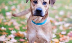 Carolina Dog - Wrinkles - Medium - Young - Male - Dog
CHARACTERISTICS:
Breed: Carolina Dog
Size: Medium
Petfinder ID: 24465726
ADDITIONAL INFO:
Pet has been spayed/neutered
CONTACT:
Westchester Humane Society | Harrison, NY | 914-835-3332
For additional