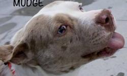 Catahoula Leopard Dog - Mudge - Medium - Young - Male - Dog
Mudge is a very friendly Catahoula Leopard Dog mix. we believe that this little feller has the potential to be a world-class Lap-Dog!
CHARACTERISTICS:
Breed: Catahoula Leopard Dog
Size: Medium