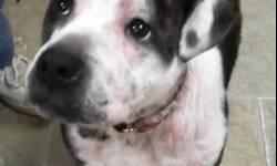 Catahoula Leopard Dog - Princess - Medium - Adult - Female - Dog
I am a little timid at first, but if you are willing to take the time to get to know me I am a wonderful companion. Once I trust you, you can pet me all over. I would love another dog as a