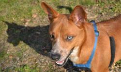 Cattle Dog - Blue-adopted!!! - Medium - Young - Female - Dog
Blue is a wonderful girl, she is calm and walks gently on the leash and stays right next to you. She is very gentle, loving and sweet. She has the most beautiful eyes and the personality to
