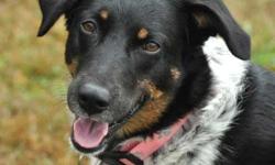 Cattle Dog - Callie - Medium - Young - Female - Dog
Callie is a beautiful sweet girl. She is estimated to be about 2 years old. She is believed to be a dalmatian/cattle dog mix and weighs in at about 45 pounds. Callie needs needs to be the only 4 paw