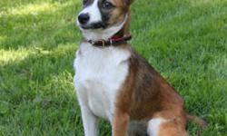 Cattle Dog - Gracie - Medium - Adult - Female - Dog
Gracie is a young (approx 18 mos old) Cattle Dog mix who was recently returned to us from her first home when conflicts with another dog in the home occurred. Gracie is obedience trained, housetrained,