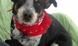 Cattle Dog - Taco - Medium - Adult - Male - Dog
Our friend Taco arrived at the shelter when his owner passed away. This poor guy was so sad and confused. Now Taco is happy to go for walks and be with anyone who will shower him with love. He gets so
