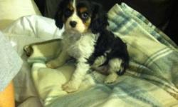 Cavalier pup gorgeous male left..650.00,tri color,vet ckd ,shots dewormed.anther litter ready April.( pdoo302) great personality