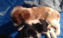 There are 2 male puppies available. One tri color and one Blenheim. Both are very sweet, gorgeous well-marked and healthy. I sell my puppies with A.K.C. papers and health guarantee and will be up-to-date with shots and worming. This litter is out of the
