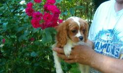 One very handsome male Blenheim. Healthy, playful, affectionate and house trained. . Born 3/25 and ready now or can hold with deposit. .
Cavaliers are an outstanding companion breed, happy and social, easy to train and maintain.
We are not a kennel. All