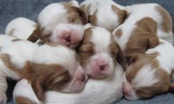 Beautiful litter of 5m/3f. AKC Champion pointed sire. Both parents have all health certifications done (heart, eyes, patellas). Pups will be ready for Easter. These are a sweet, gentle breed, perfect for children. Pups will come with AKC papers and will